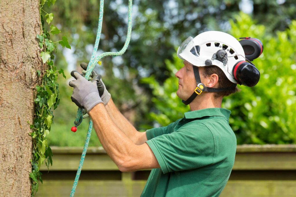 Importance of Regular Tree Pruning