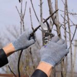 How to Choose the Right Tree Pruning Service for Your Needs