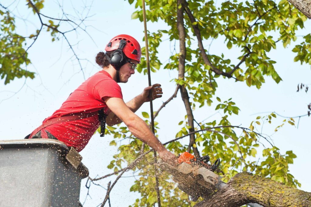 Tree Pruning in Sydney’s Eastern Suburbs: Local Expertise Matters