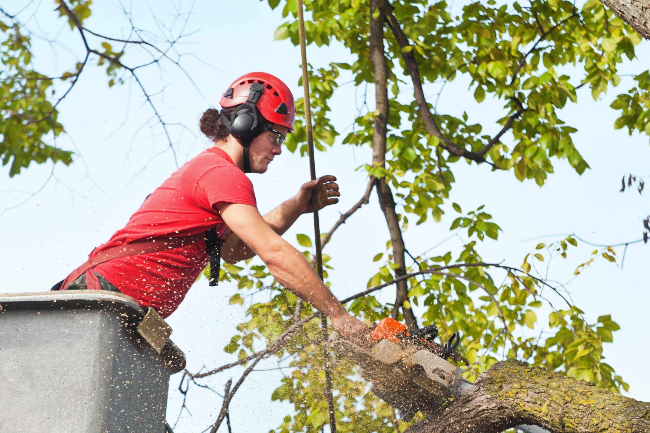 Tree Pruning in Sydney’s Eastern Suburbs: Local Expertise Matters
