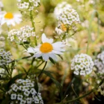 central coast flowers