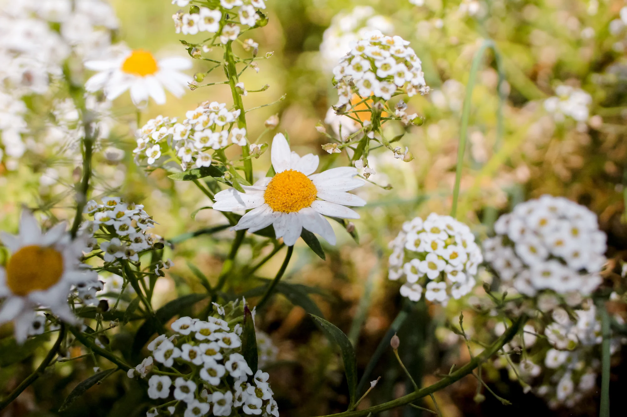 central coast flowers