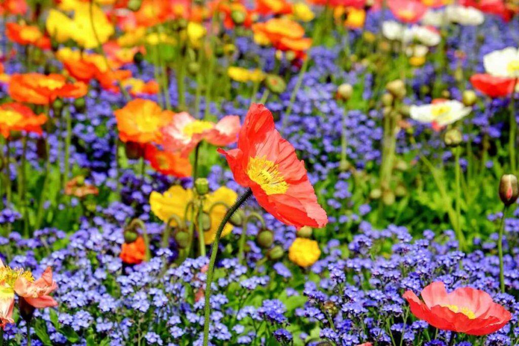 central coast flowers