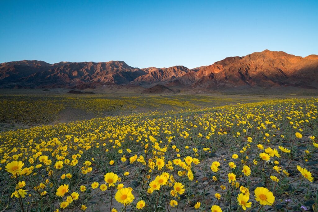 central coast flowers