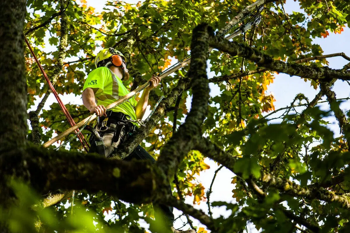 tree removal