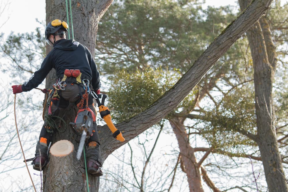 tree removal near me