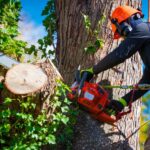 tree removal