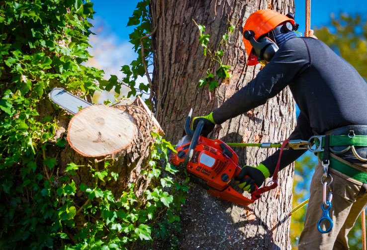 tree removal