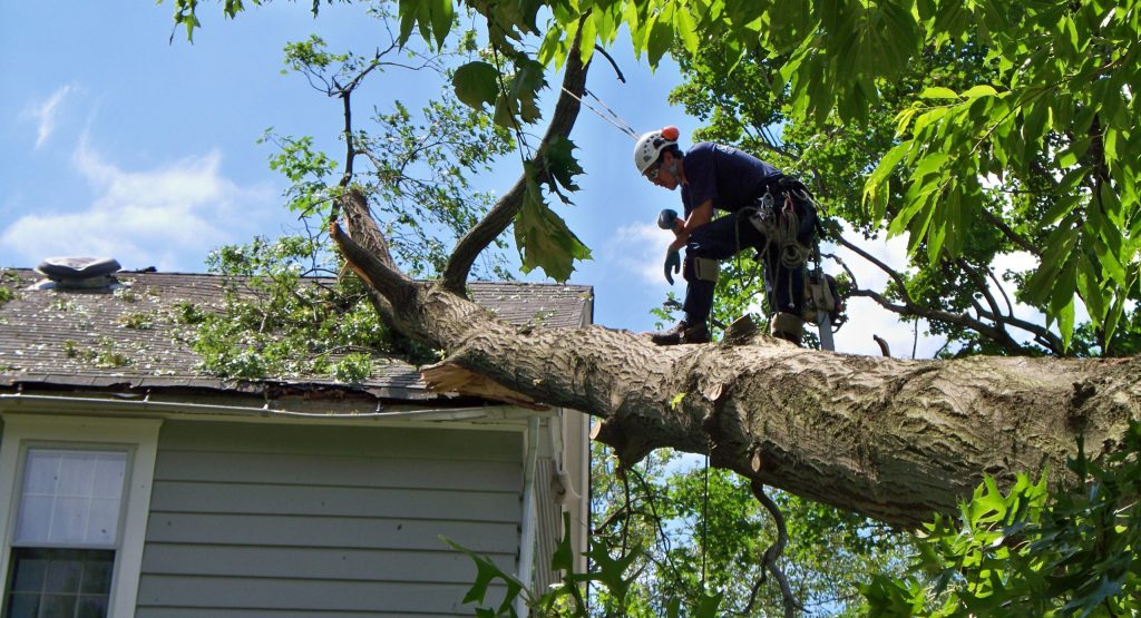 tree removal near me