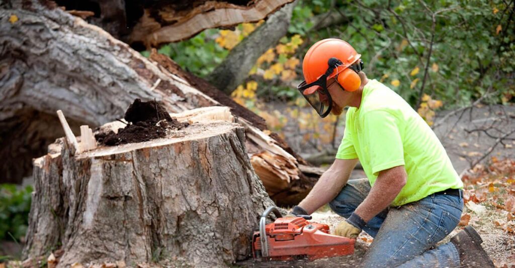 stump removal Sydney