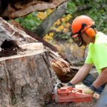 stump removal Sydney