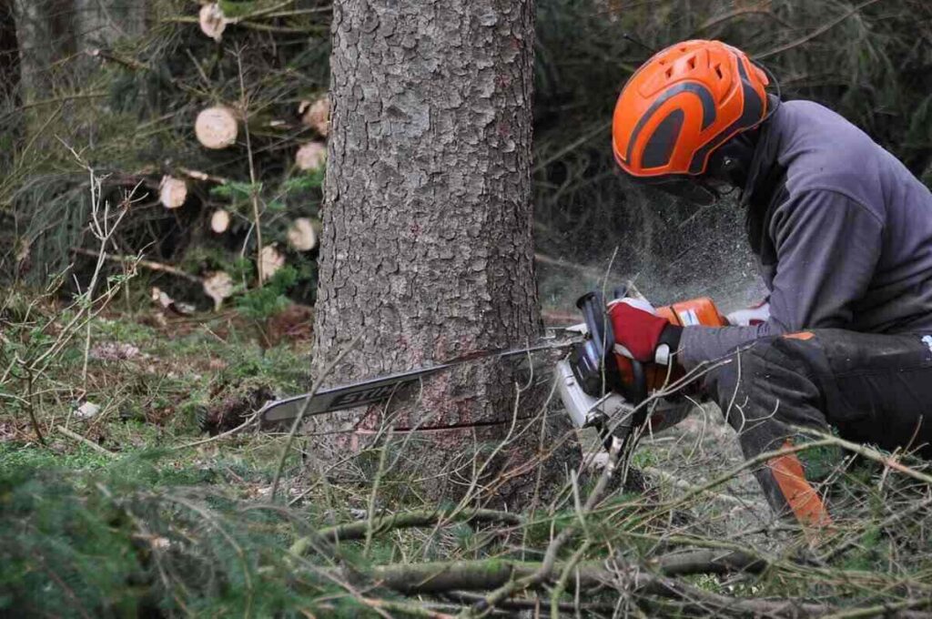 stump removal