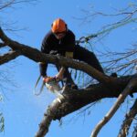 tree lopping