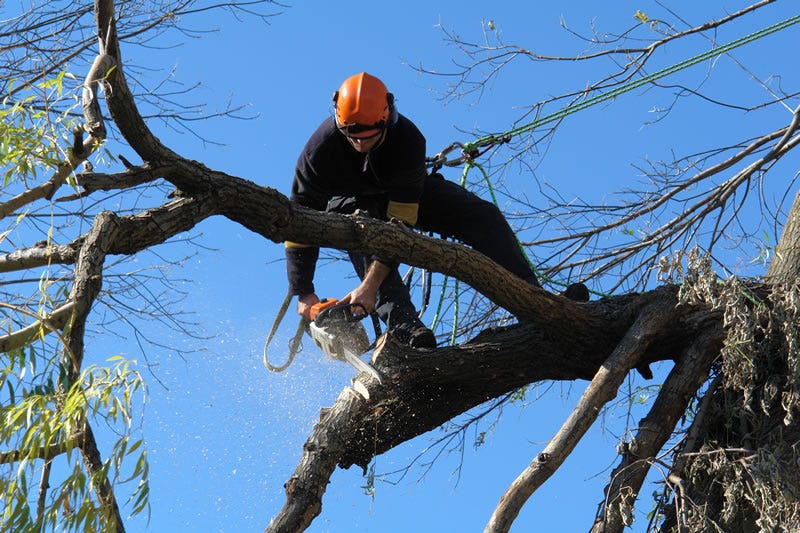 tree lopping