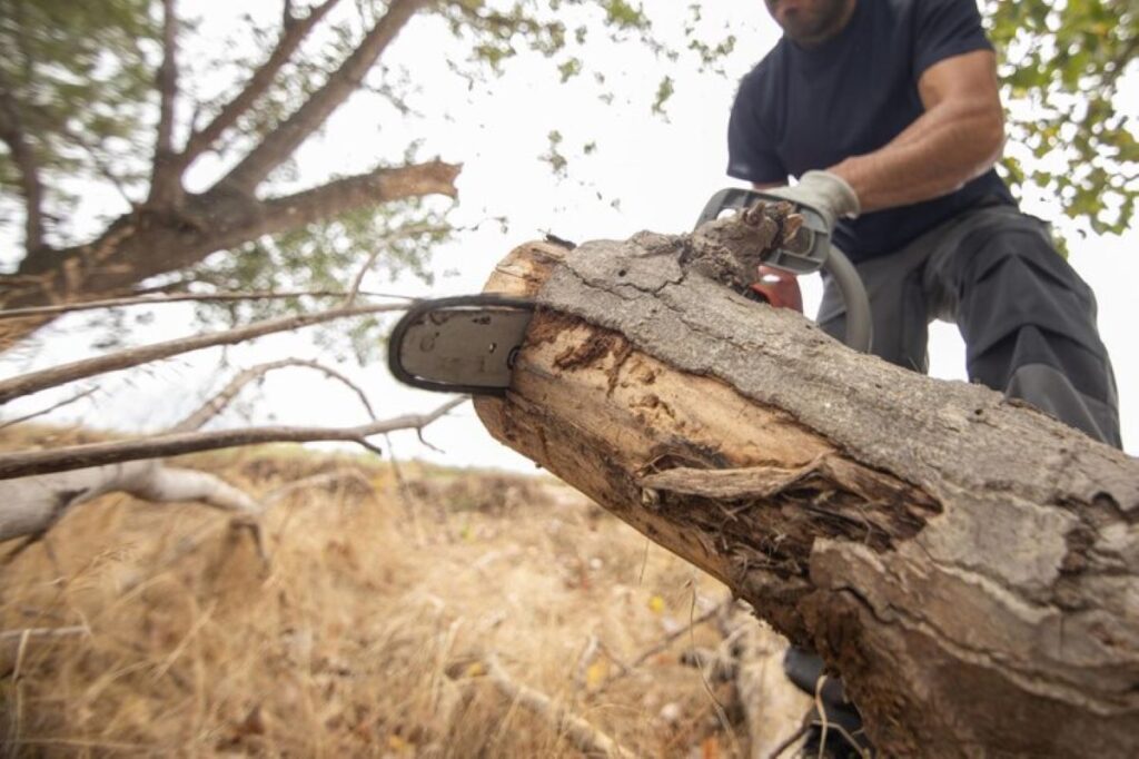 Tree Service