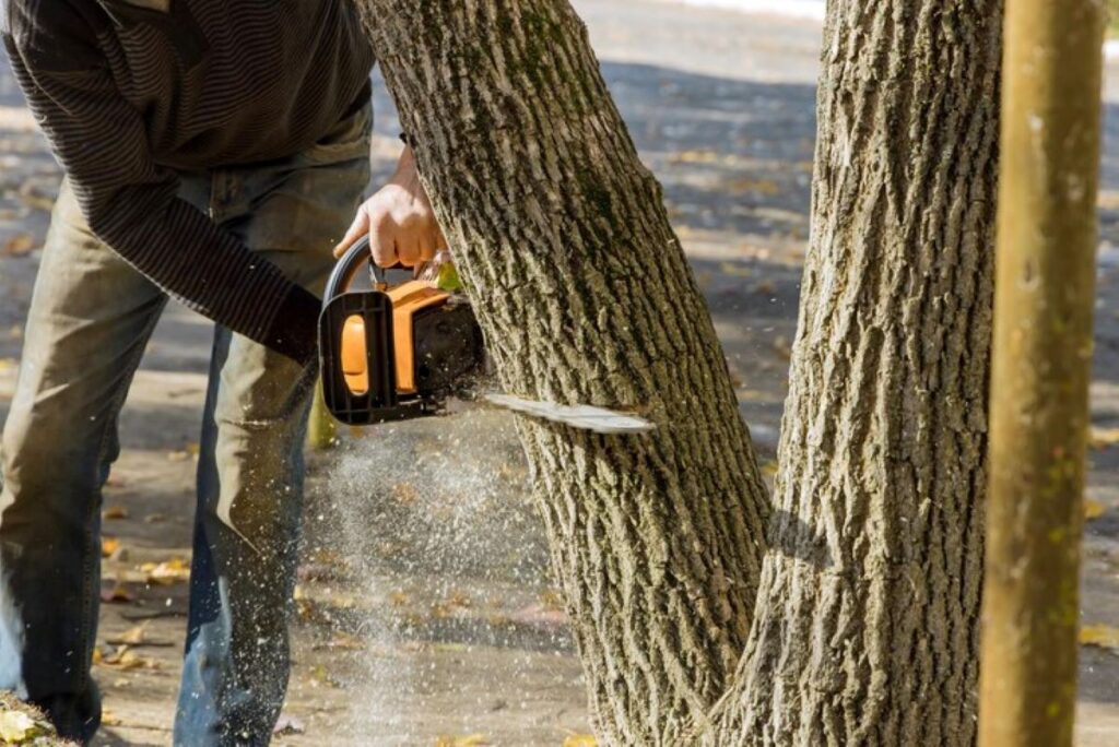 tree lopping