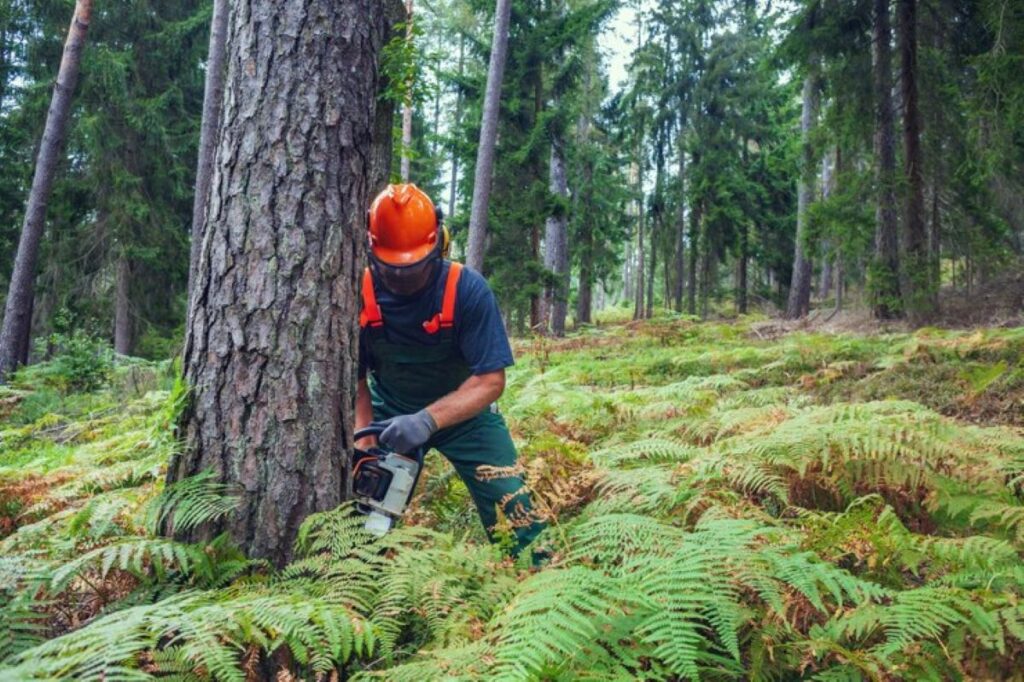 Tree Service