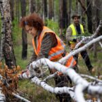 tree removel
