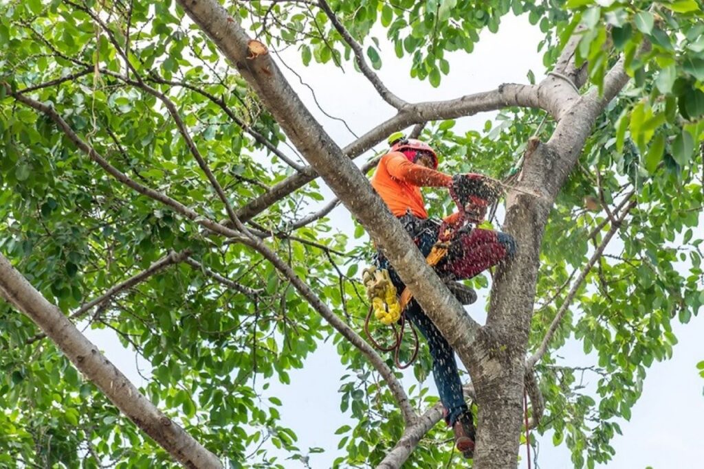 Arborist Killara