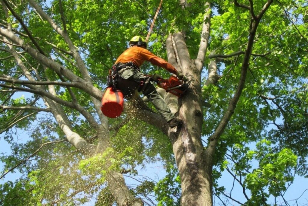 Arborist Killara