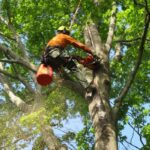 Arborist Killara