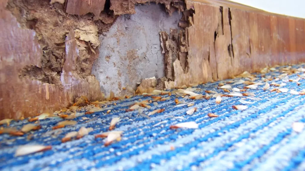 How to Choose a Pest and Termite Treatment Plan That Actually Works