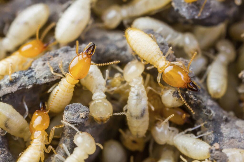 Termite Control Sydney: 7 Signs You Need Professional Treatment Now