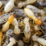 Termite Control Sydney: 7 Signs You Need Professional Treatment Now