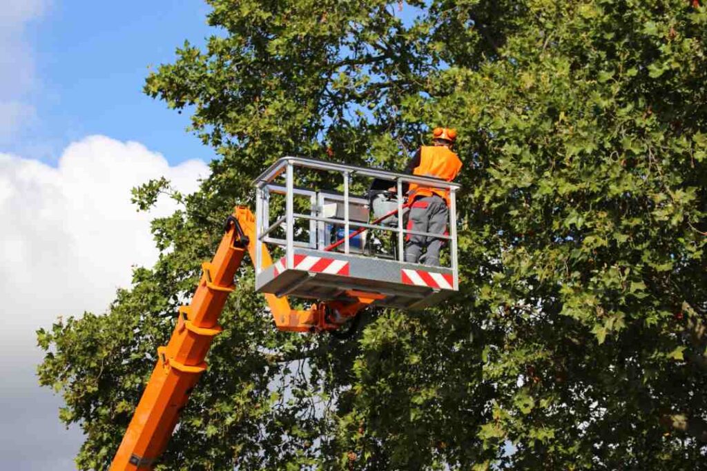 Trusted Tree Services Near Me: Comprehensive Tree Care Solutions Across Australia