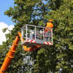 Trusted Tree Services Near Me: Comprehensive Tree Care Solutions Across Australia