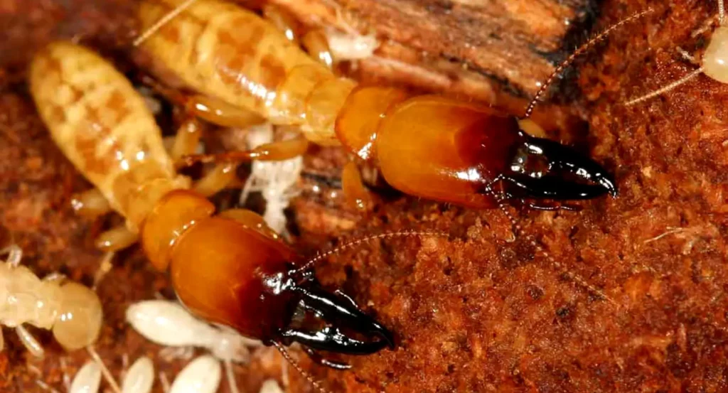 Termite Control Sydney: 7 Signs You Need Professional Treatment Now

