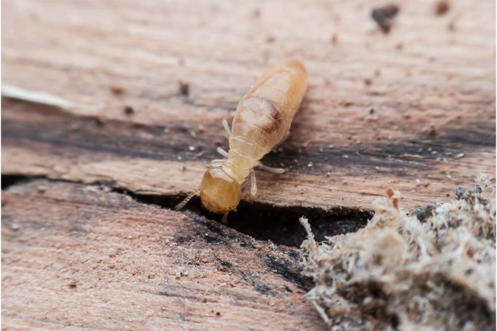 Termite Control Sydney: 7 Signs You Need Professional Treatment Now

