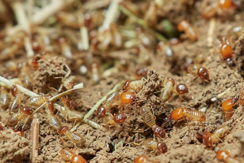 How to Choose a Pest and Termite Treatment Plan That Actually Works
