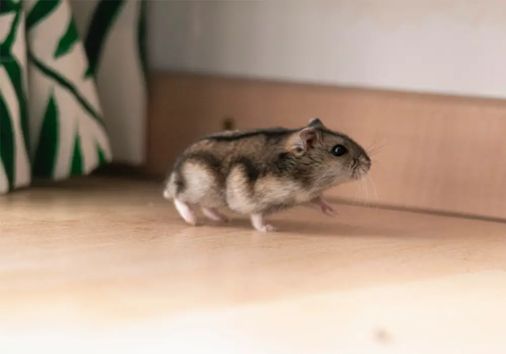 rat pest control Sydney