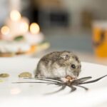 rat pest control Sydney