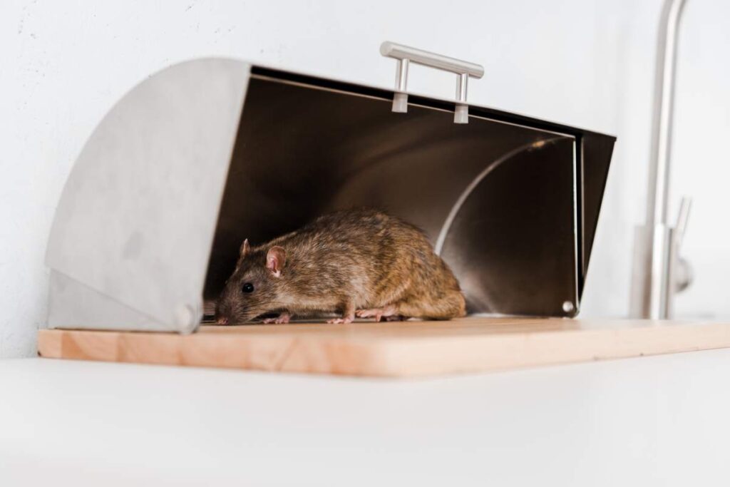 rat removal Sydney