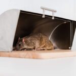 rat removal Sydney