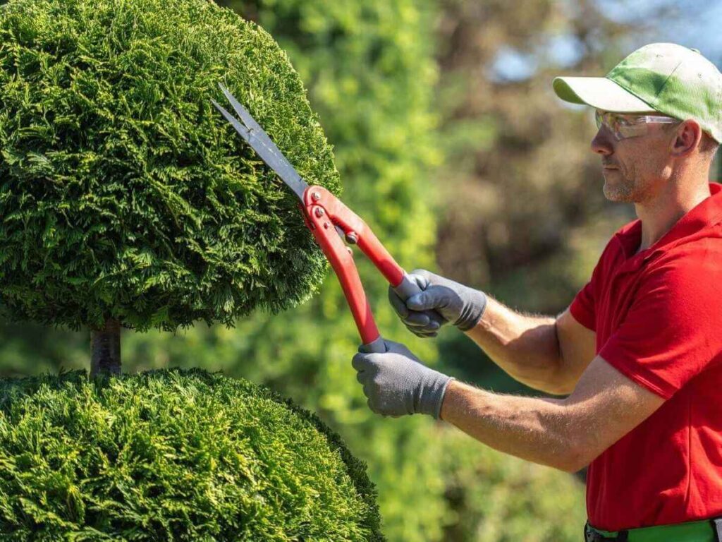 Hedge Trimming Sydney