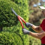 Hedge Trimming Sydney